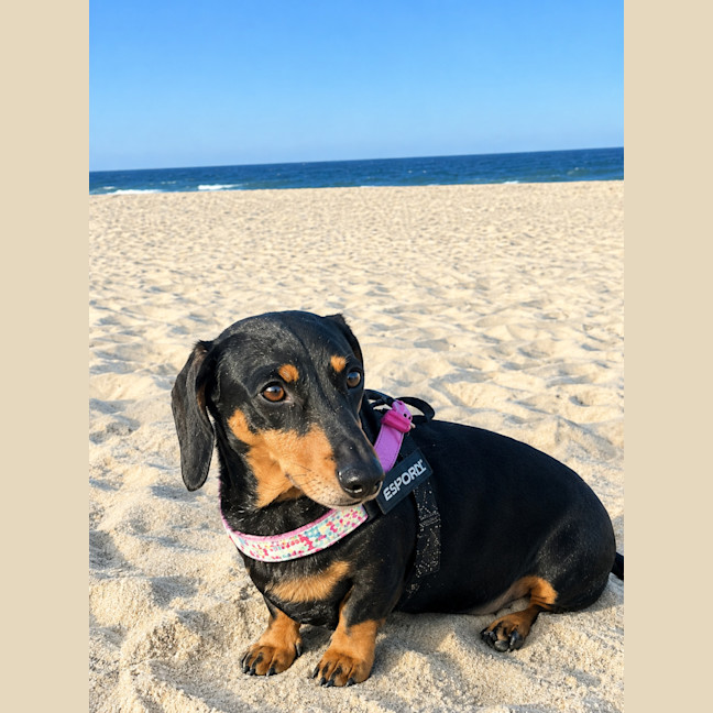 Photo of Peanut