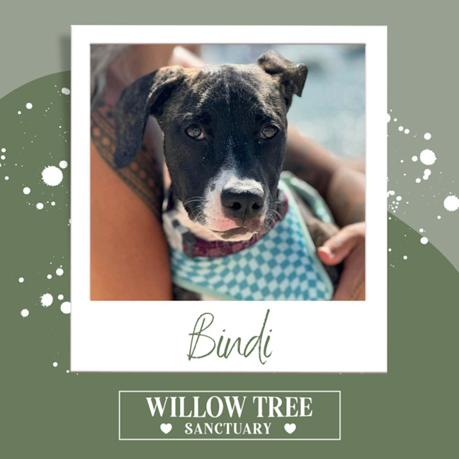 Photo of Bindi
