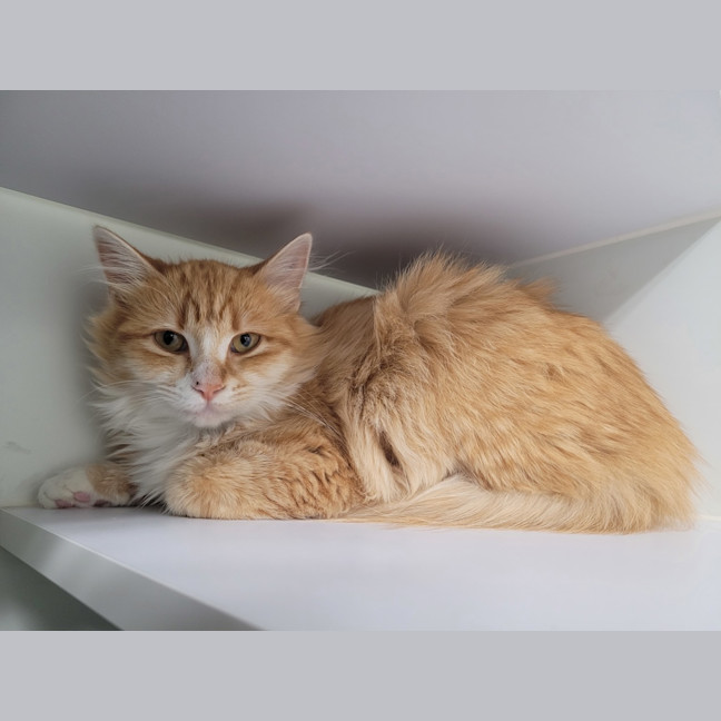 Photo of Mango