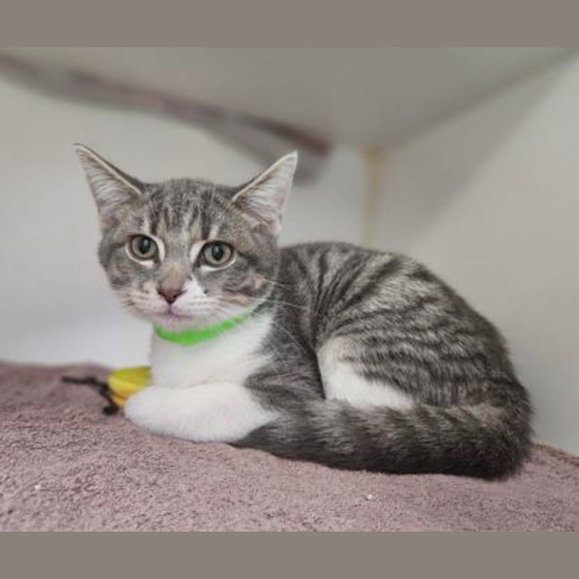 Photo of Apollo