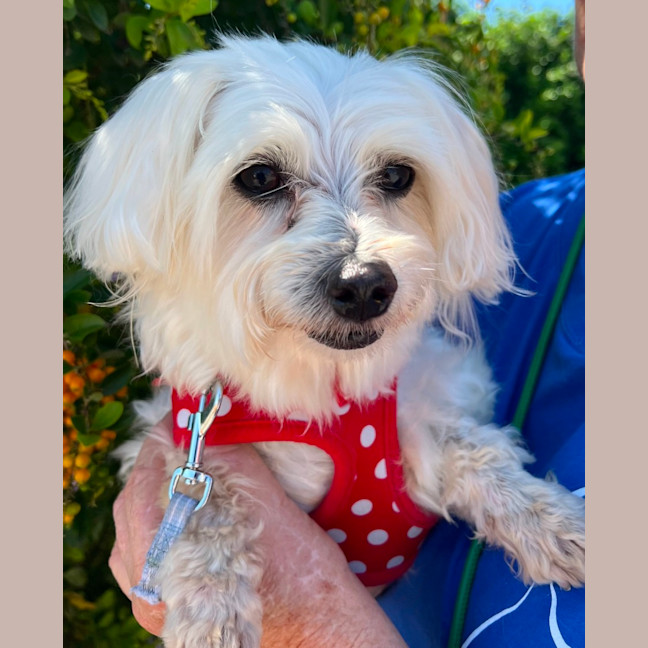 Photo of Casper And Bella   8 Year Old Maltese X