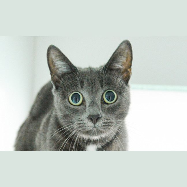 Photo of Parsley