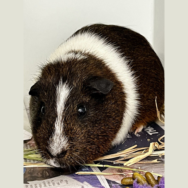 Photo of Freud (Bonded Pigmund)