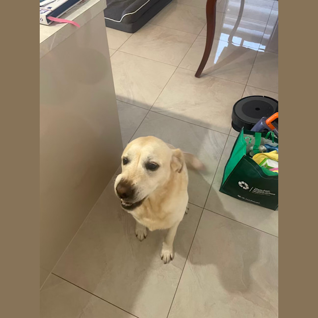 Photo of Gidget