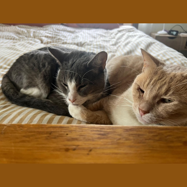 Photo of Max & Fudge   5 Year Old Domestic Short Hair