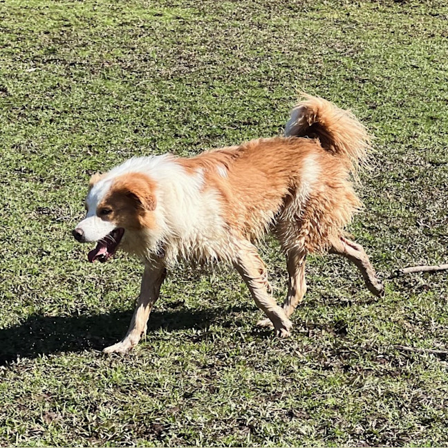 Photo of Huckleberry 