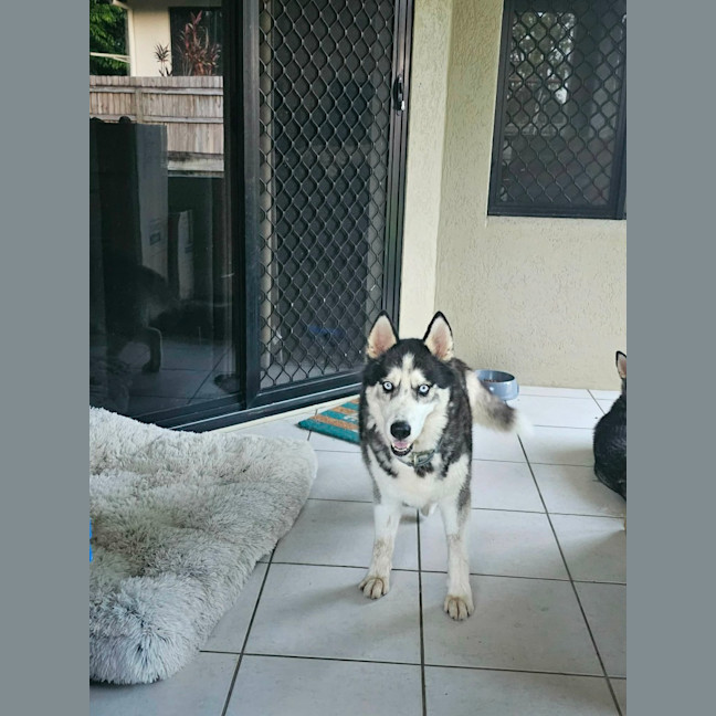 Photo of Benji And Dusty 