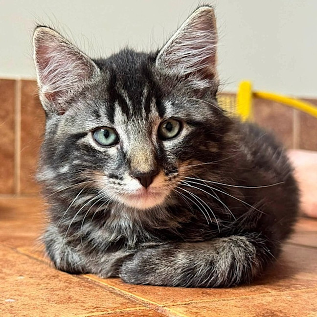 Photo of Guinness