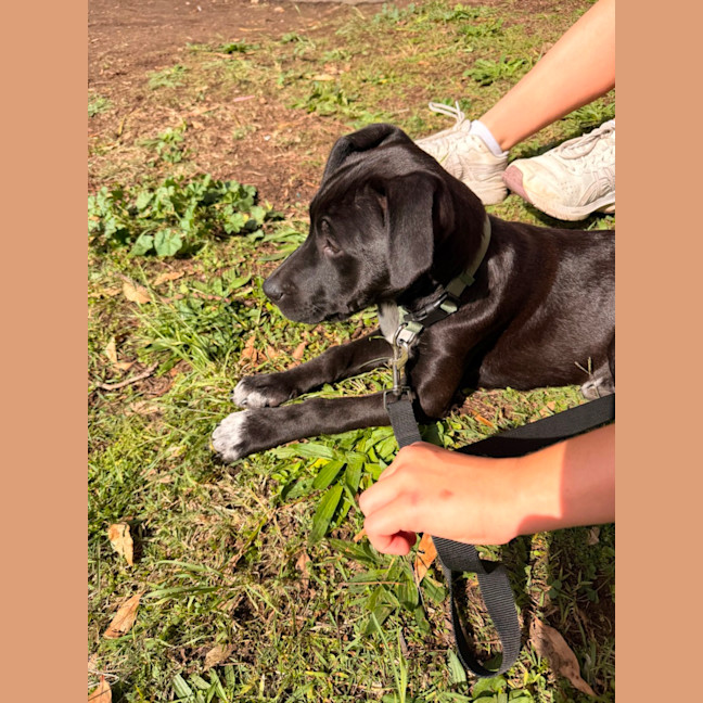 Photo of Coco