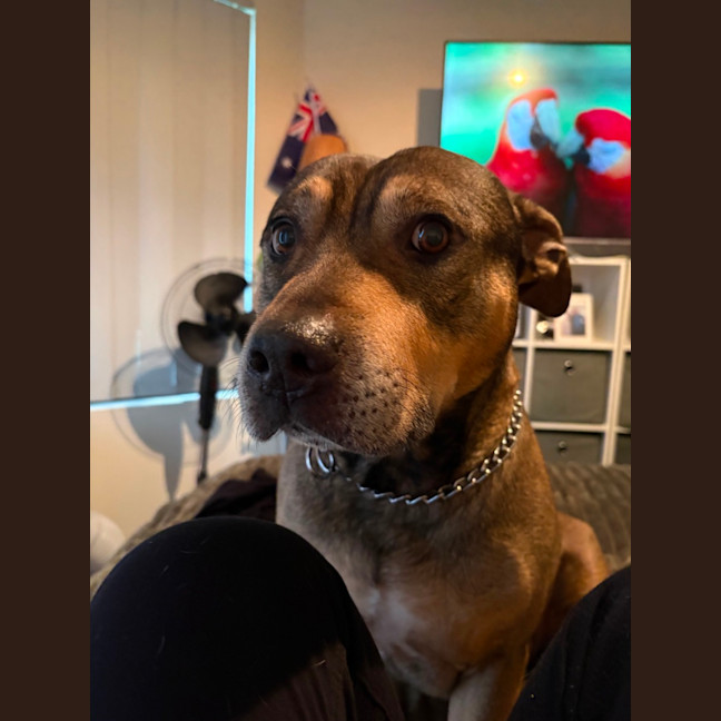 Photo of Harley 