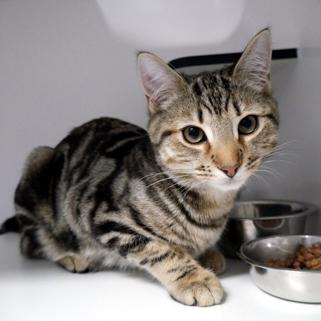 Photo of Billy Suk013893 & Jacqueline Suk013894