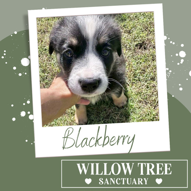 Photo of Blackberry
