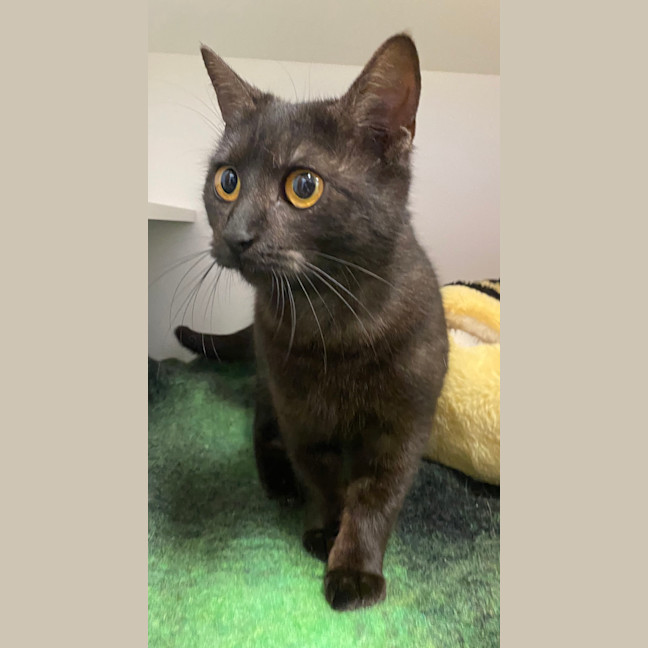 Photo of Inky Mcslinky