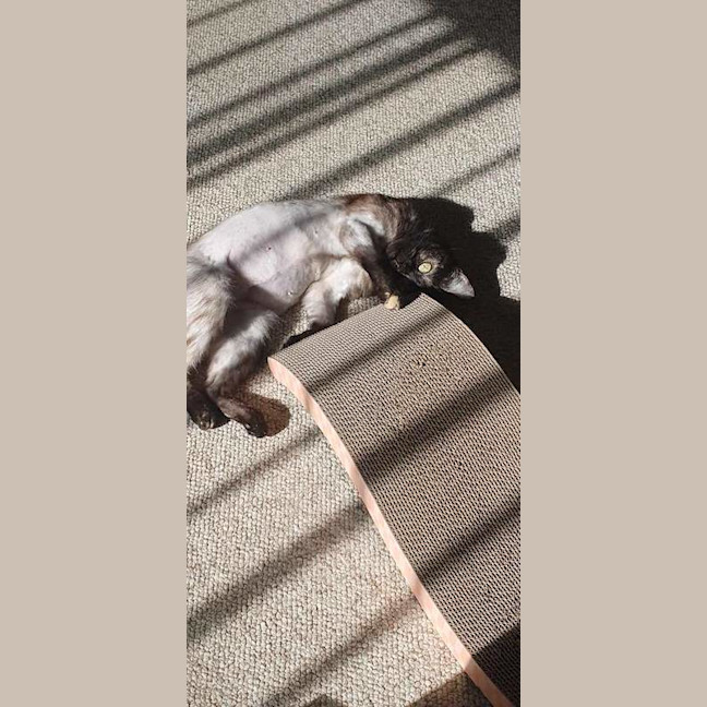 Photo of Nebula