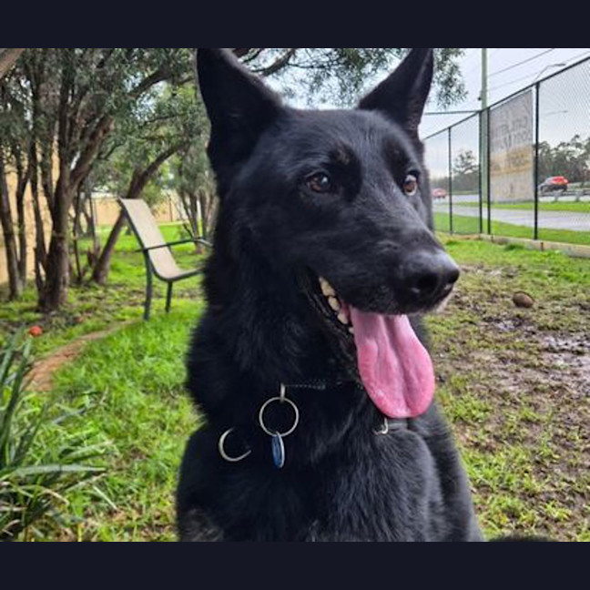 Photo of Rover