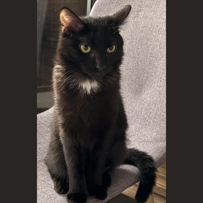 Photo of Morticia