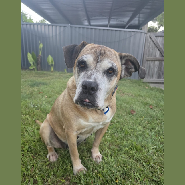 Photo of Chloe *$150 Adoption Fee*