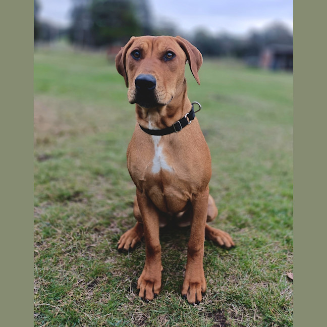 Photo of Shelby