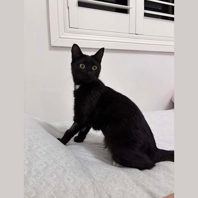 Photo of Soxie