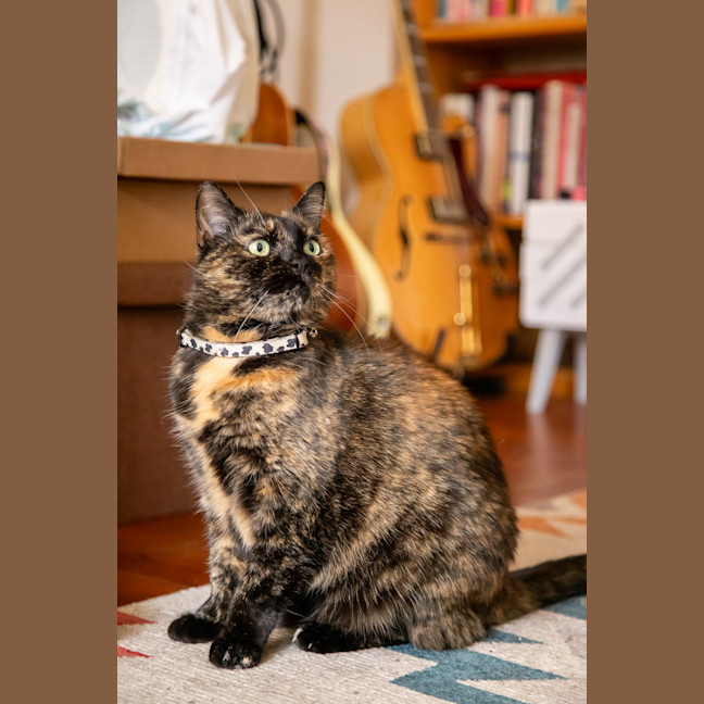 Photo of Layla