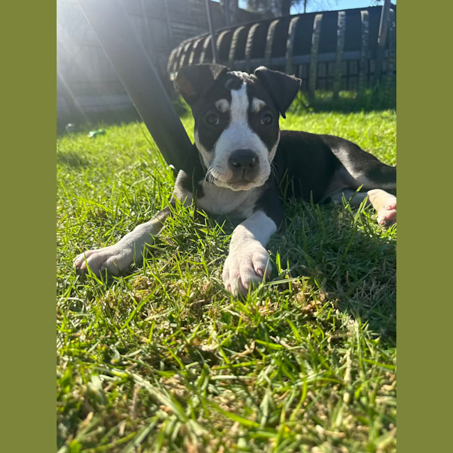 Photo of Tumtum Mc Puff