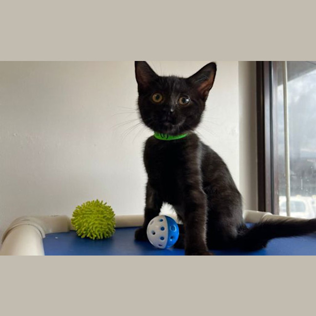 Photo of Moya