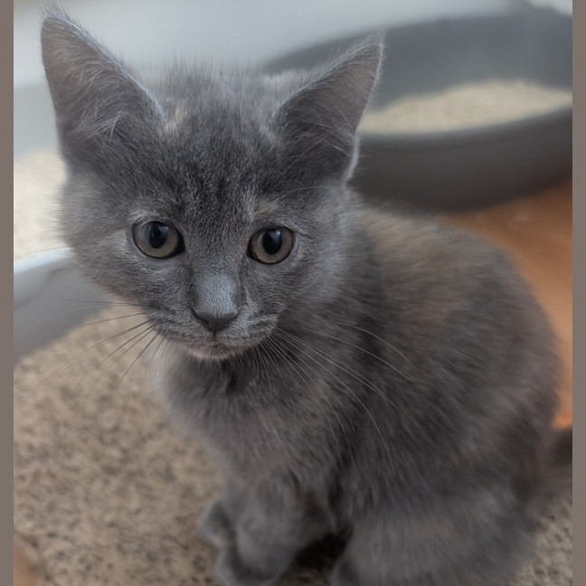 Photo of Nebula