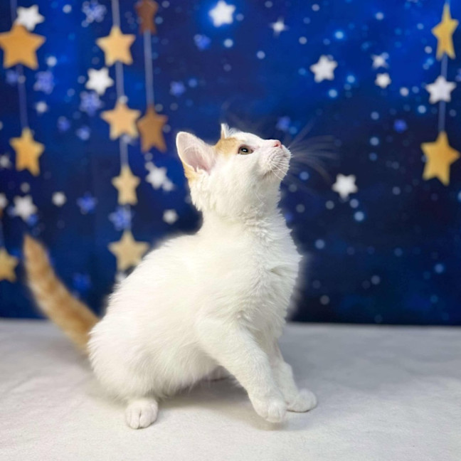 Photo of Rome   Located In Preston