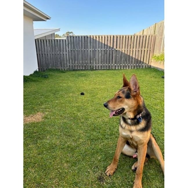 Photo of Turbo *$350 Adoption Fee*