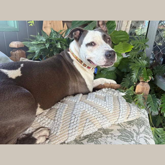 Photo of Sasha   4 Year Old American Staffy