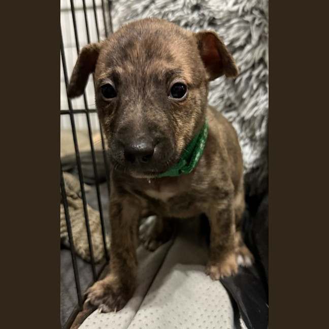 Photo of Collar Green