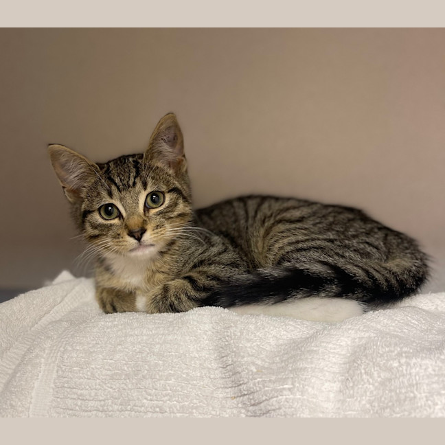 Photo of Oliver