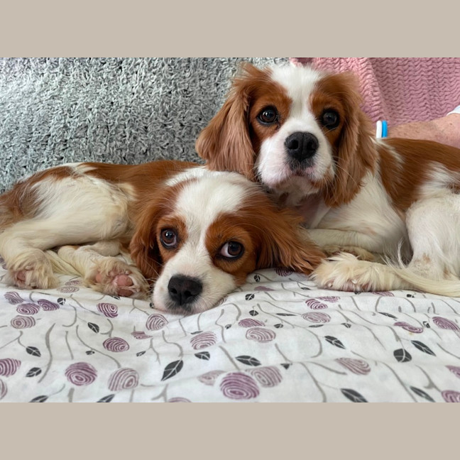 Photo of Beautiful Poppy And Pearl 