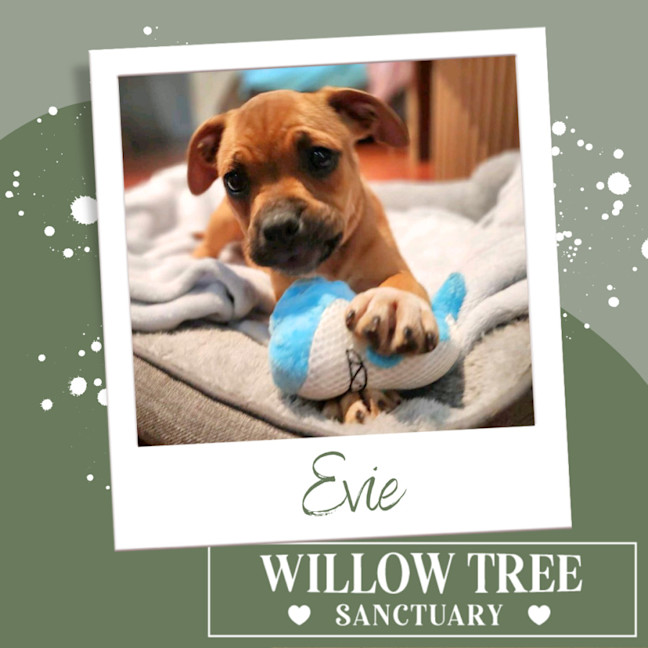 Photo of Evie