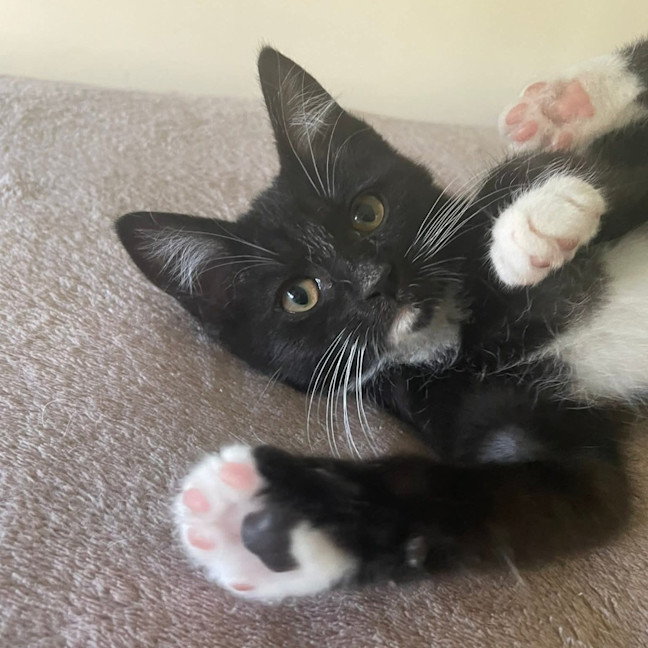 Photo of Sybil