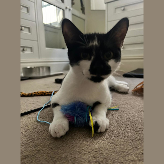 Photo of Bailey Junior