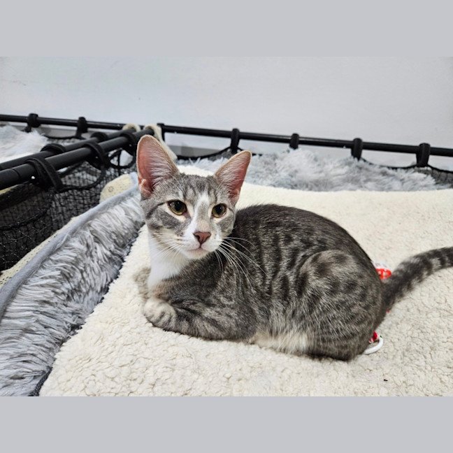 Photo of Mister
