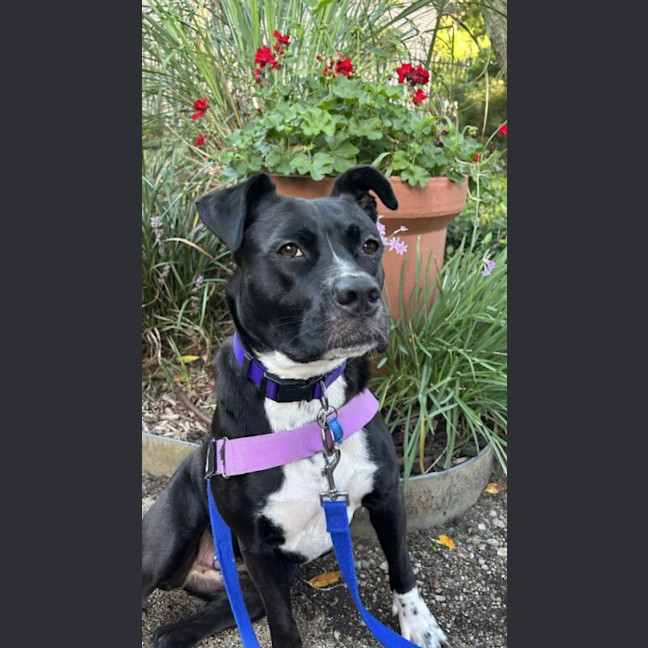 Photo of Boots