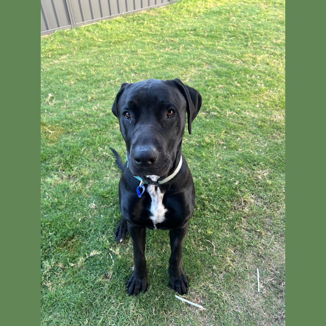 Photo of Tiny   1 Year Old Great Dane X Labrador (Trial)