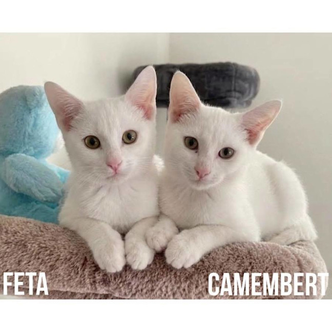 Photo of 13948   Camembert