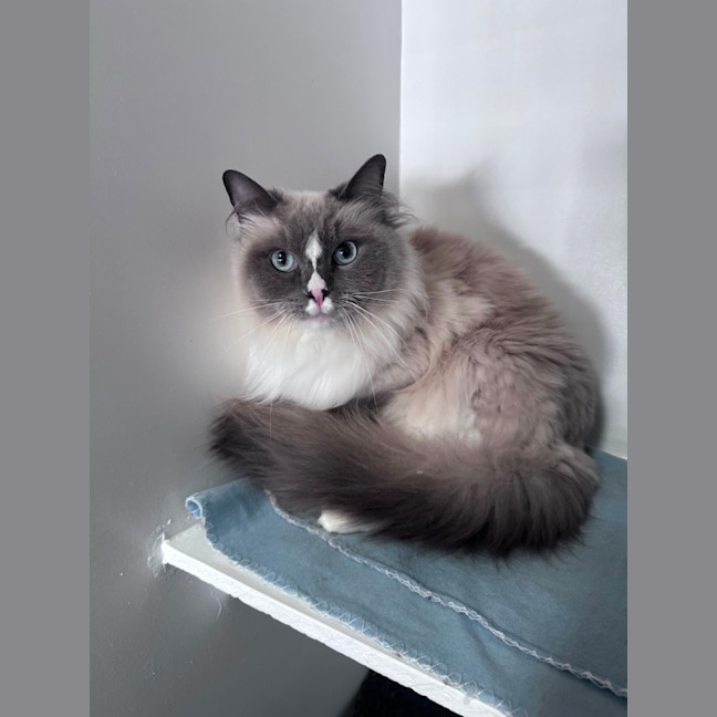 Photo of Shadow 