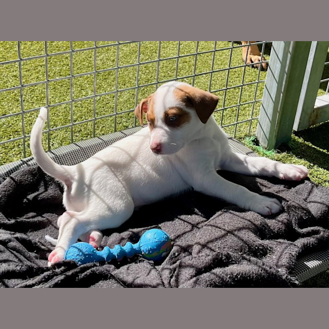 Photo of D1172 Cadbury 