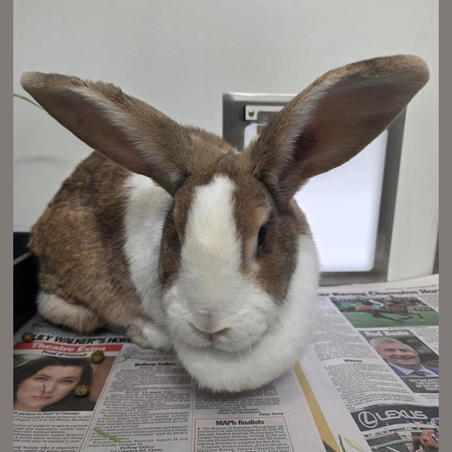 Photo of Duchess