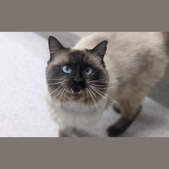 Photo of Sir Handsome Cheeks