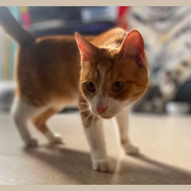 Photo of Mojo