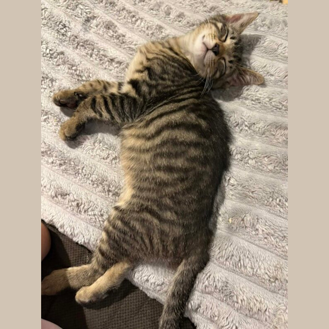Photo of Vega