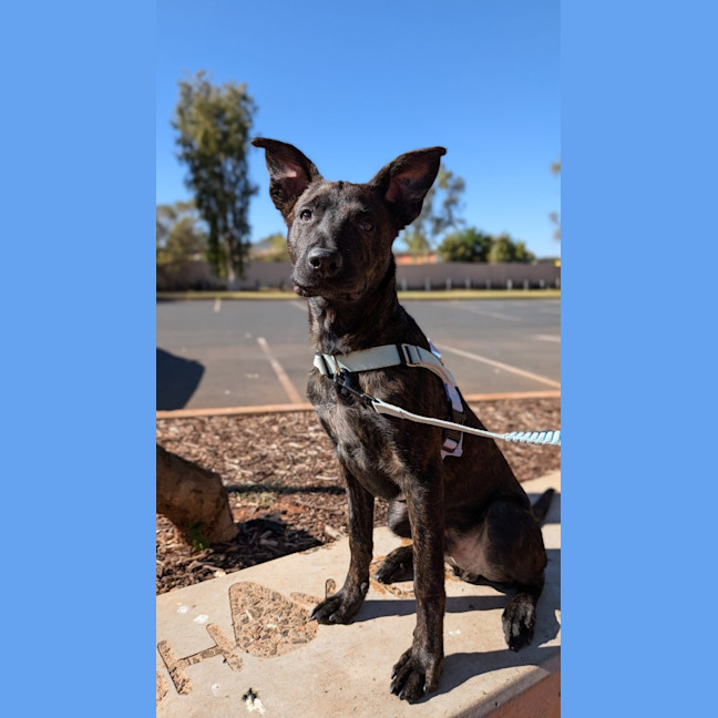 Photo of Koda