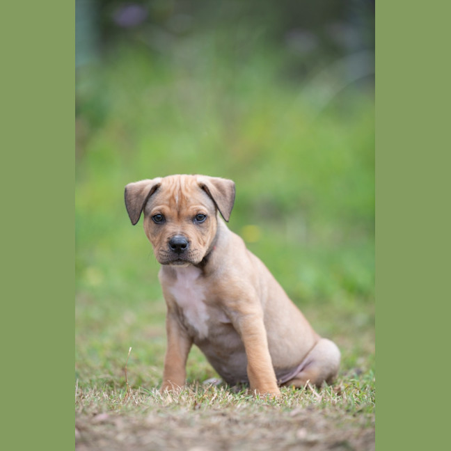 Photo of Apollo
