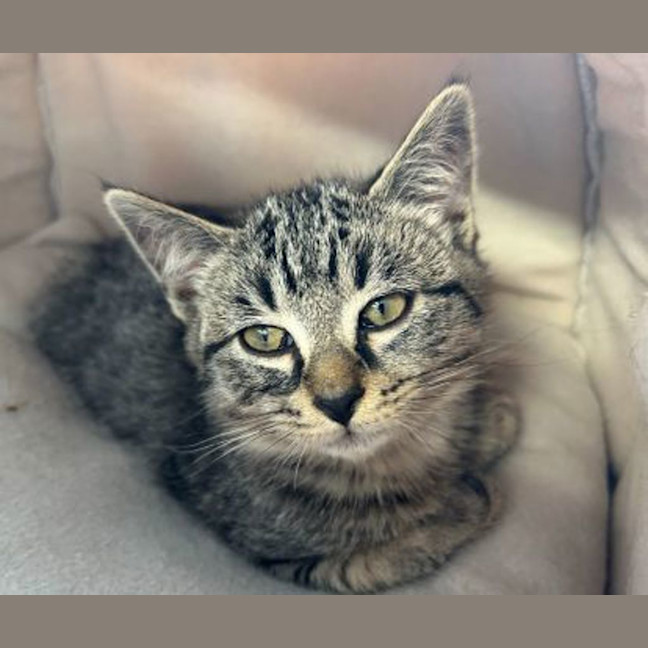 Photo of Otis