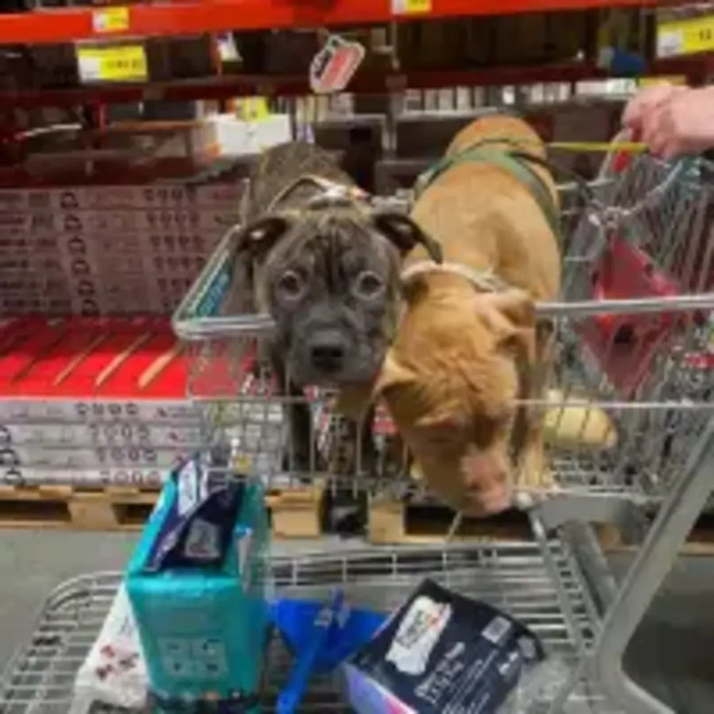 Photo of Staffy Puppies